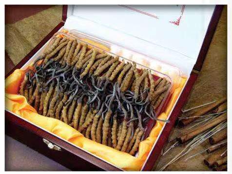 大宁冬虫夏草回收